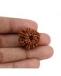 11 Mukhi Rudraksha (Nepal) 23.42 MM