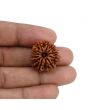 11 Mukhi Rudraksha (Nepal) 23.42 MM