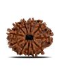 11 Mukhi Rudraksha (Nepal) 23.08 MM