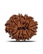 11 Mukhi Rudraksha (Nepal) 23.08 MM