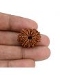 11 Mukhi Rudraksha (Nepal) 23.08 MM