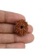 11 Mukhi Rudraksha (Nepal) 23.08 MM