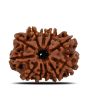 11 Mukhi Rudraksha (Nepal) 23.59 MM