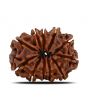 11 Mukhi Rudraksha (Nepal) 23.59 MM
