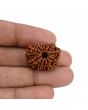 11 Mukhi Rudraksha (Nepal) 23.59 MM
