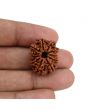 11 Mukhi Rudraksha (Nepal) 23.59 MM