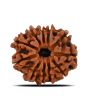 11 Mukhi Rudraksha (Nepal) 22.58 MM