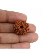 11 Mukhi Rudraksha (Nepal) 22.58 MM