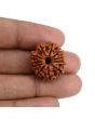 11 Mukhi Rudraksha (Nepal) 22.58 MM