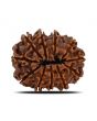 11 Mukhi Rudraksha (Nepal) 24.87 MM