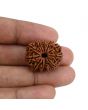 11 Mukhi Rudraksha (Nepal) 24.87 MM