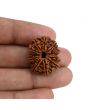 11 Mukhi Rudraksha (Nepal) 24.87 MM