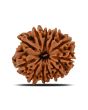 11 Mukhi Rudraksha (Nepal) 22.98 MM