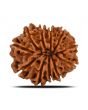11 Mukhi Rudraksha (Nepal) 22.98 MM