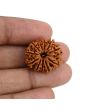 11 Mukhi Rudraksha (Nepal) 22.98 MM