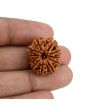 11 Mukhi Rudraksha (Nepal) 22.98 MM