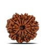 11 Mukhi Rudraksha (Nepal) 22.74 MM