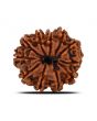 11 Mukhi Rudraksha (Nepal) 22.74 MM