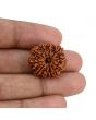 11 Mukhi Rudraksha (Nepal) 22.74 MM