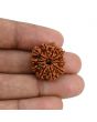 11 Mukhi Rudraksha (Nepal) 22.74 MM