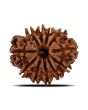 11 Mukhi Rudraksha (Nepal) 22.98 MM