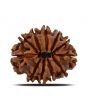11 Mukhi Rudraksha (Nepal) 22.98 MM