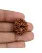 11 Mukhi Rudraksha (Nepal) 22.98 MM