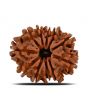 11 Mukhi Rudraksha (Nepal) 24.55 MM