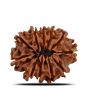 11 Mukhi Rudraksha (Nepal) 24.55 MM