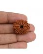 11 Mukhi Rudraksha (Nepal) 24.55 MM