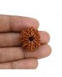 11 Mukhi Rudraksha (Nepal) 24.55 MM