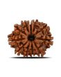 11 Mukhi Rudraksha (Nepal) 22.63 MM