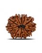 11 Mukhi Rudraksha (Nepal) 22.63 MM