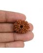11 Mukhi Rudraksha (Nepal) 22.63 MM