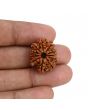 11 Mukhi Rudraksha (Nepal) 22.63 MM
