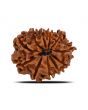 11 Mukhi Rudraksha (Nepal) 22.91 MM