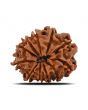 11 Mukhi Rudraksha (Nepal) 22.91 MM