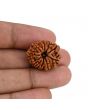 11 Mukhi Rudraksha (Nepal) 22.91 MM