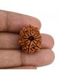 11 Mukhi Rudraksha (Nepal) 22.91 MM