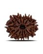 11 Mukhi Rudraksha (Nepal) 24.51 MM