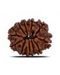 11 Mukhi Rudraksha (Nepal) 23.44 MM