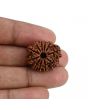 11 Mukhi Rudraksha (Nepal) 23.44 MM