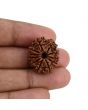 11 Mukhi Rudraksha (Nepal) 23.44 MM