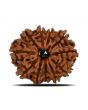 11 Mukhi Rudraksha (Nepal) 22.6 MM