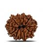 11 Mukhi Rudraksha (Nepal) 22.6 MM