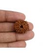 11 Mukhi Rudraksha (Nepal) 22.6 MM