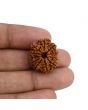 11 Mukhi Rudraksha (Nepal) 22.6 MM