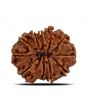 11 Mukhi Rudraksha (Nepal) 23.53 MM