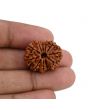 11 Mukhi Rudraksha (Nepal) 23.53 MM