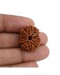 11 Mukhi Rudraksha (Nepal) 23.53 MM